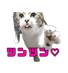 キジ白ばぁば！（個別スタンプ：28）