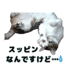 キジ白ばぁば！（個別スタンプ：30）