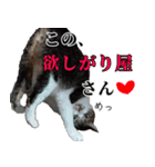 キジ白ばぁば！（個別スタンプ：31）