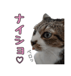 キジ白ばぁば！（個別スタンプ：32）