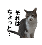 キジ白ばぁば！（個別スタンプ：33）