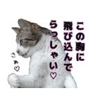 キジ白ばぁば！（個別スタンプ：34）