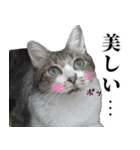 キジ白ばぁば！（個別スタンプ：35）