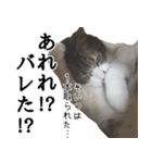 キジ白ばぁば！（個別スタンプ：36）