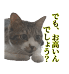 キジ白ばぁば！（個別スタンプ：37）
