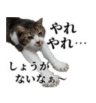 キジ白ばぁば！（個別スタンプ：38）