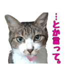 キジ白ばぁば！（個別スタンプ：39）
