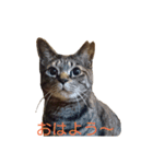ちびたん その1（個別スタンプ：7）