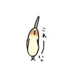 毎日がオカメインコ（個別スタンプ：4）