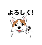 コーギーマハロの毎日（個別スタンプ：1）