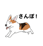 コーギーマハロの毎日（個別スタンプ：2）