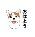 コーギーマハロの毎日（個別スタンプ：3）
