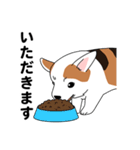 コーギーマハロの毎日（個別スタンプ：6）