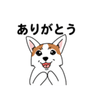 コーギーマハロの毎日（個別スタンプ：16）