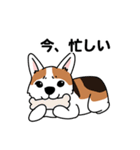 コーギーマハロの毎日（個別スタンプ：22）