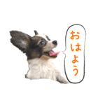 Puppyおうくん（個別スタンプ：1）