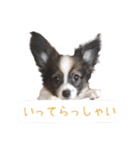 Puppyおうくん（個別スタンプ：2）