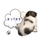 Puppyおうくん（個別スタンプ：3）