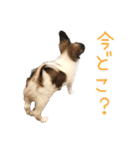 Puppyおうくん（個別スタンプ：4）