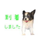 Puppyおうくん（個別スタンプ：5）