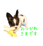 Puppyおうくん（個別スタンプ：6）