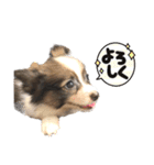 Puppyおうくん（個別スタンプ：7）