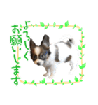 Puppyおうくん（個別スタンプ：8）