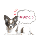 Puppyおうくん（個別スタンプ：10）