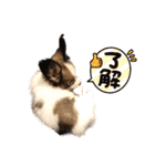 Puppyおうくん（個別スタンプ：11）