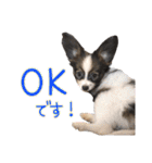 Puppyおうくん（個別スタンプ：12）