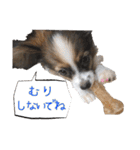 Puppyおうくん（個別スタンプ：14）