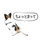 Puppyおうくん（個別スタンプ：15）