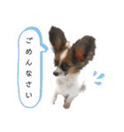 Puppyおうくん（個別スタンプ：17）