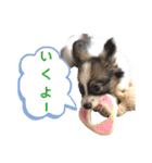 Puppyおうくん（個別スタンプ：21）