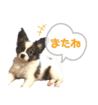 Puppyおうくん（個別スタンプ：22）
