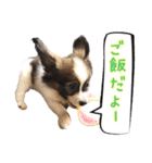 Puppyおうくん（個別スタンプ：24）