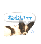 Puppyおうくん（個別スタンプ：25）