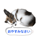 Puppyおうくん（個別スタンプ：26）