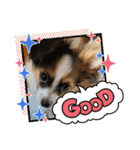 Puppyおうくん（個別スタンプ：31）
