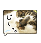 ルパンスタンプ吹き出し（個別スタンプ：1）