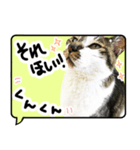 ルパンスタンプ吹き出し（個別スタンプ：5）