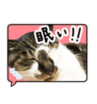 ルパンスタンプ吹き出し（個別スタンプ：6）