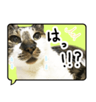 ルパンスタンプ吹き出し（個別スタンプ：7）