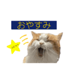 アルフとラッキーの日常スタンプ（個別スタンプ：7）