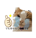 アルフとラッキーの日常スタンプ（個別スタンプ：37）