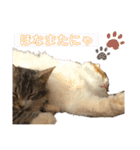 アルフとラッキーの日常スタンプ（個別スタンプ：40）
