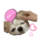 ぽんちゃんの本音（個別スタンプ：3）