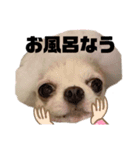 ぽんちゃんの本音（個別スタンプ：7）