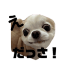 ぽんちゃんの本音（個別スタンプ：10）