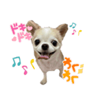 ぽんちゃんの本音（個別スタンプ：13）